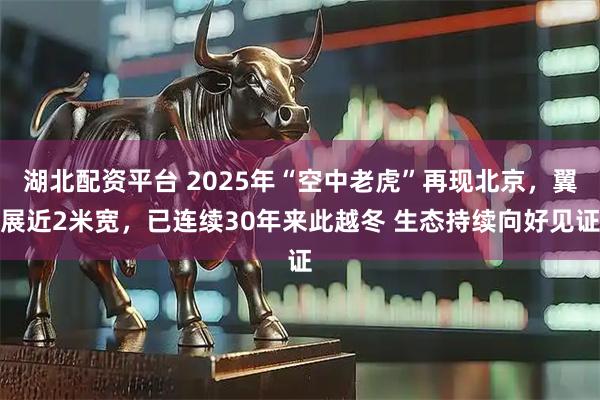 湖北配资平台 2025年“空中老虎”再现北京，翼展近2米宽，已连续30年来此越冬 生态持续向好见证